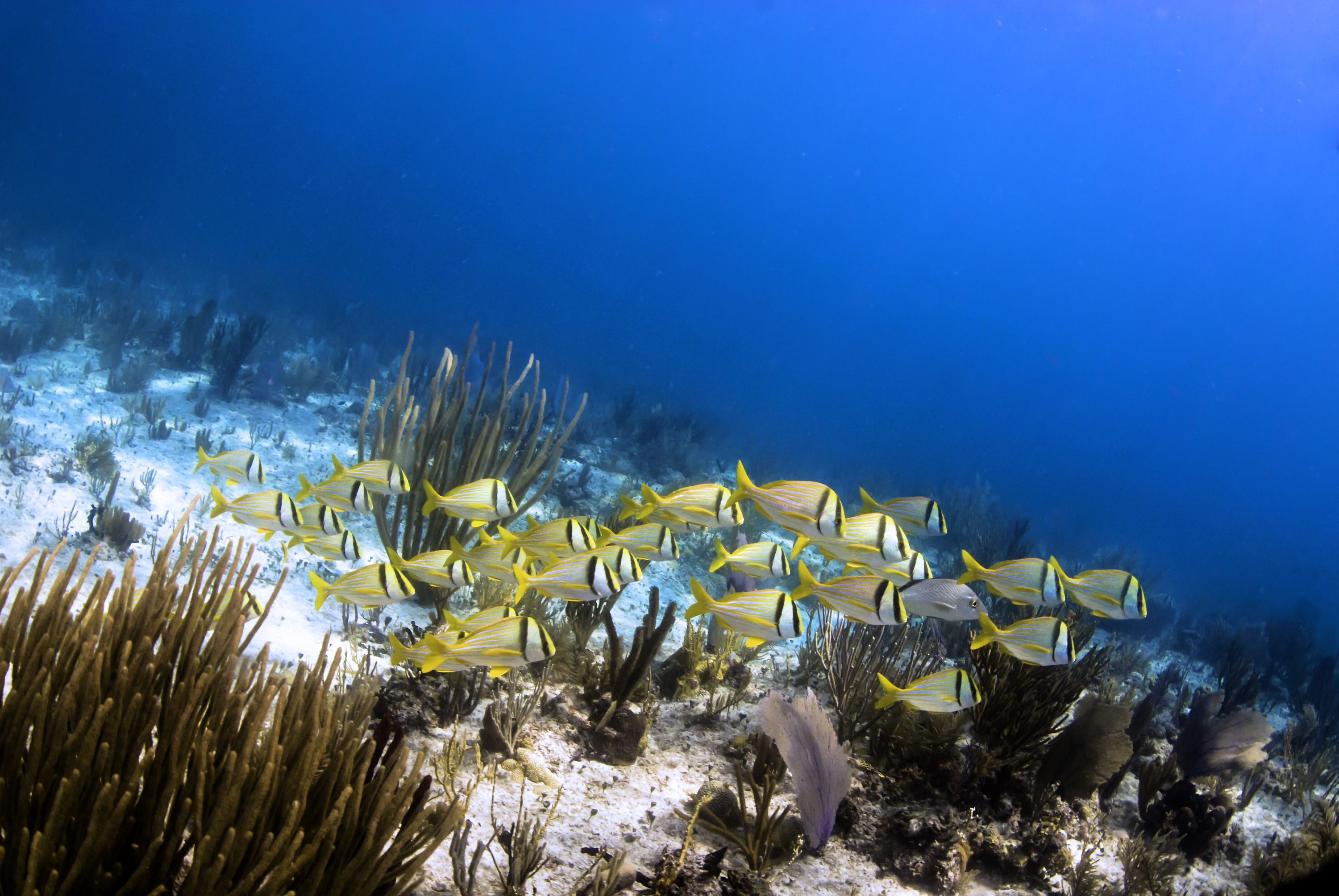 Pork fish swimming Playa del Carman