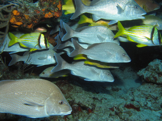 Porkfish, White Margate and Schoolmaster