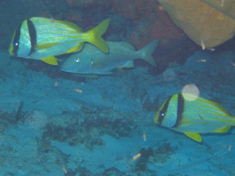 porkfish