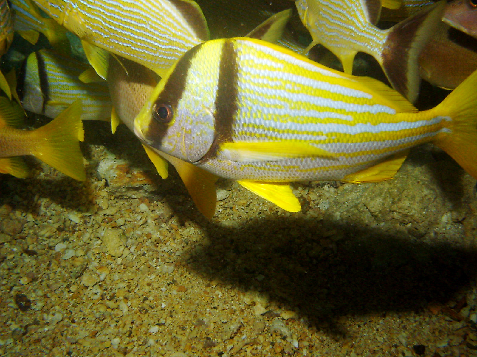 Porkfish