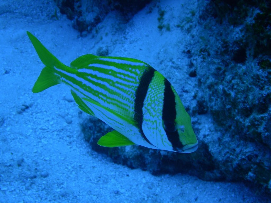 Porkfish