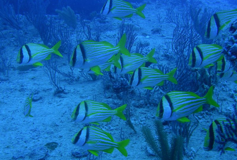 Porkfish