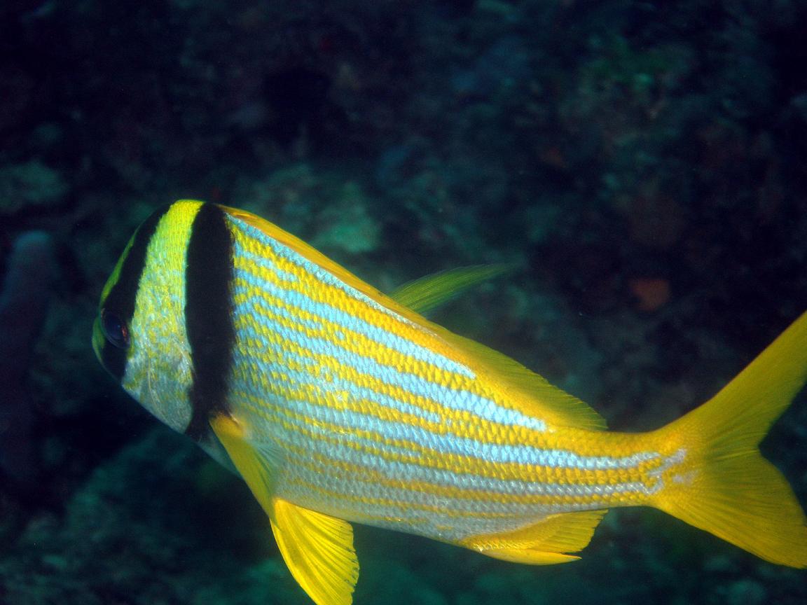 Porkfish