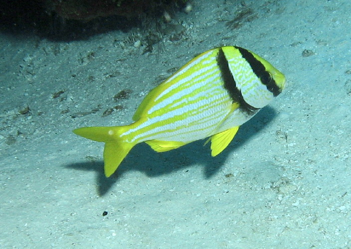 Porkfish