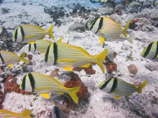 Porkfish2