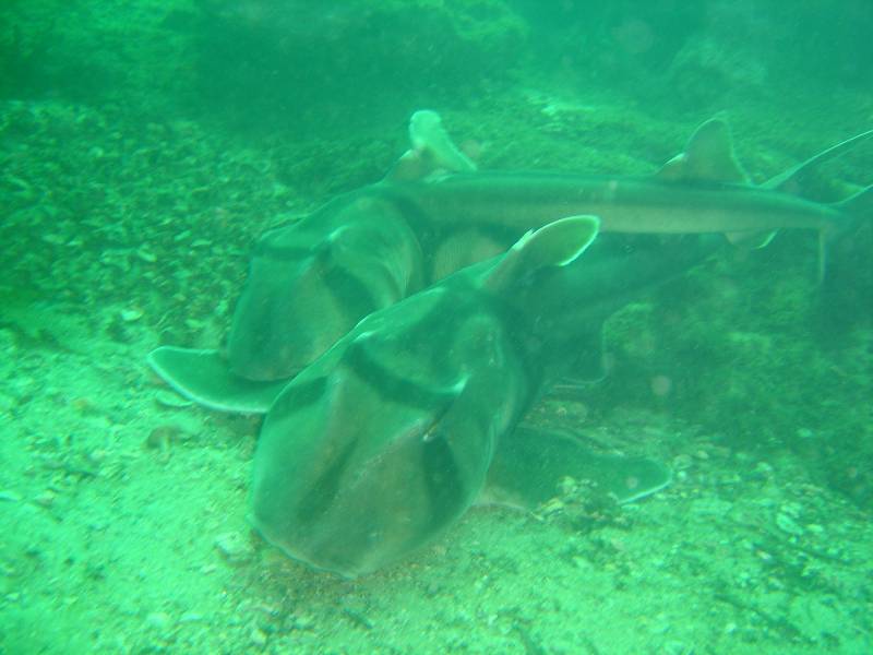 Port Jackson Sharks mating Bare Island Sydney