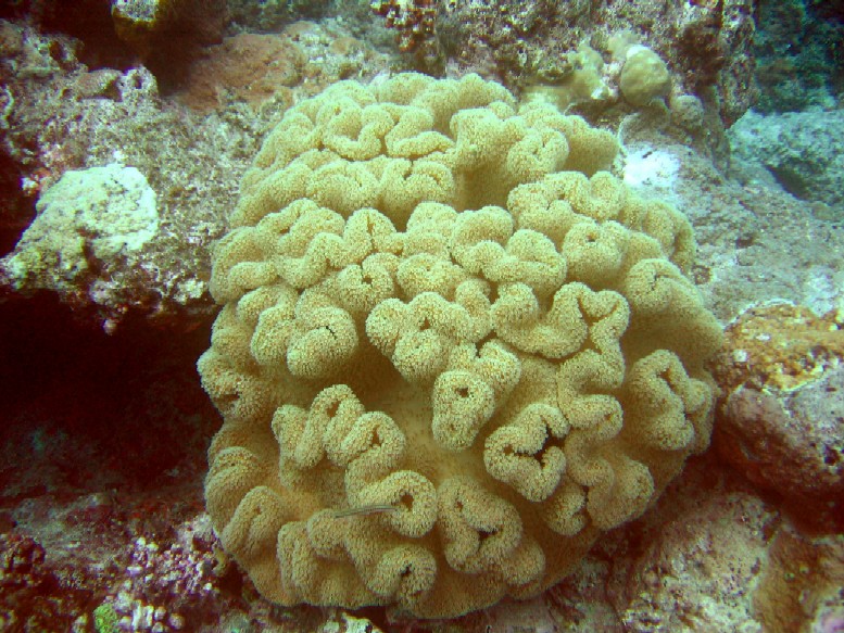 Port Vila - Barren Anenome