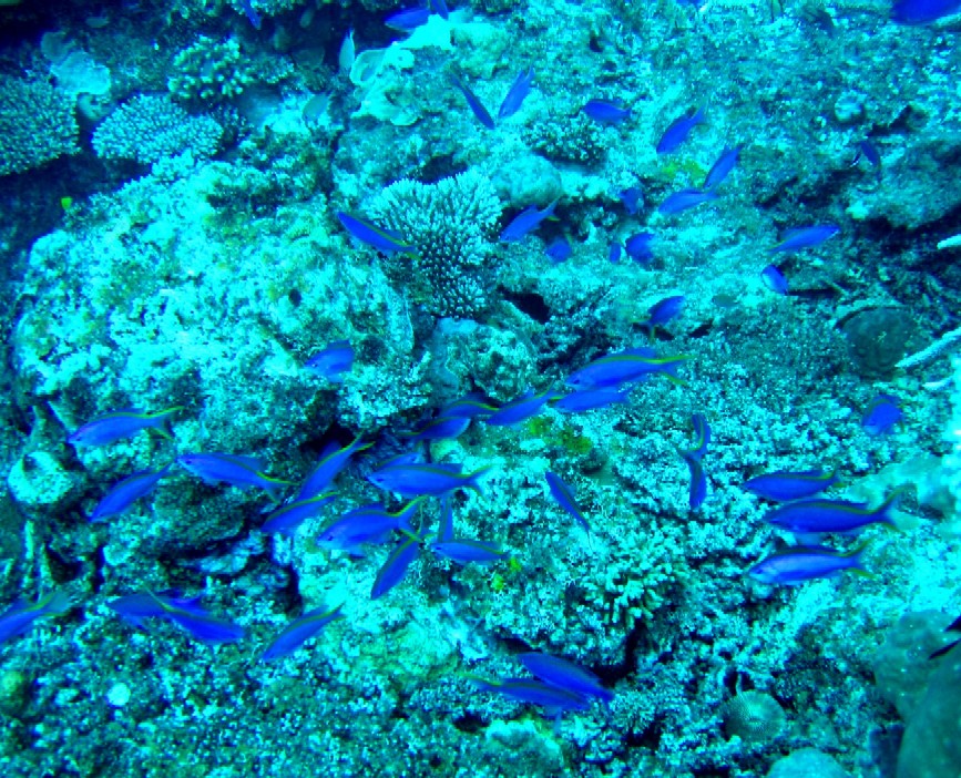 Port Vila - Blue fish