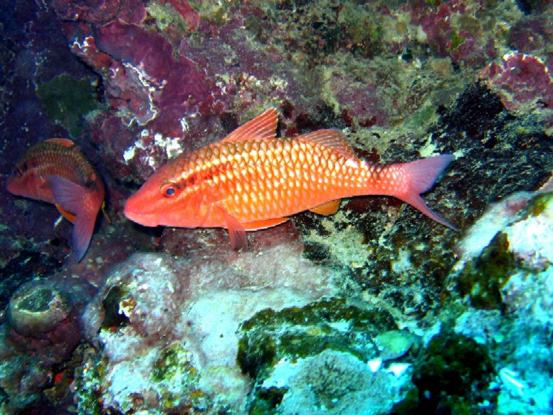 Port Vila - Red fish