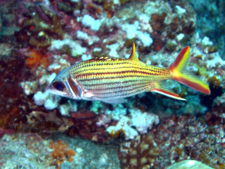 Port Vila - RedGold fish