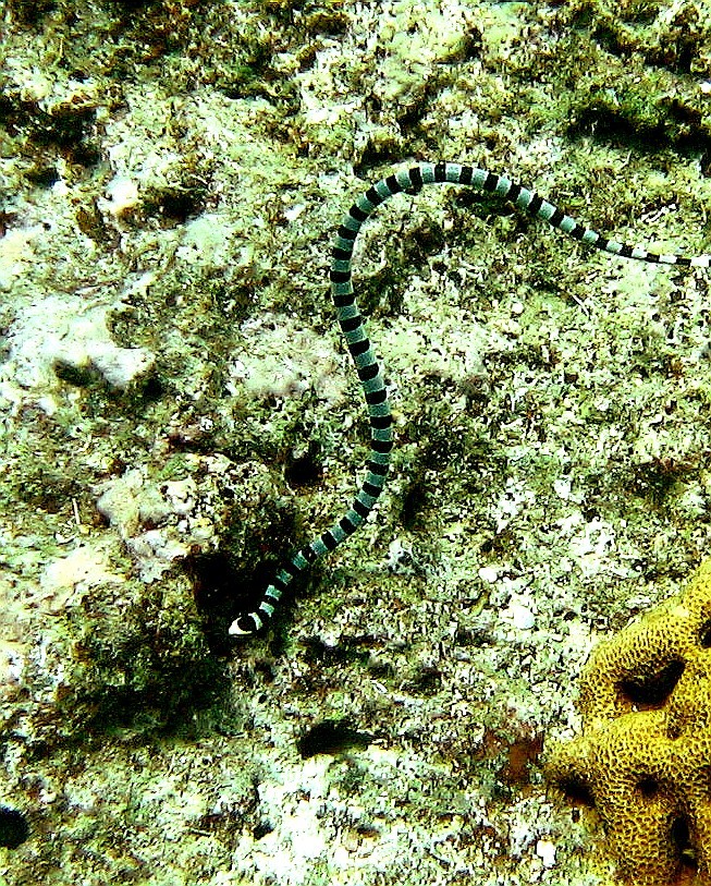 Port Vila - Snake 1