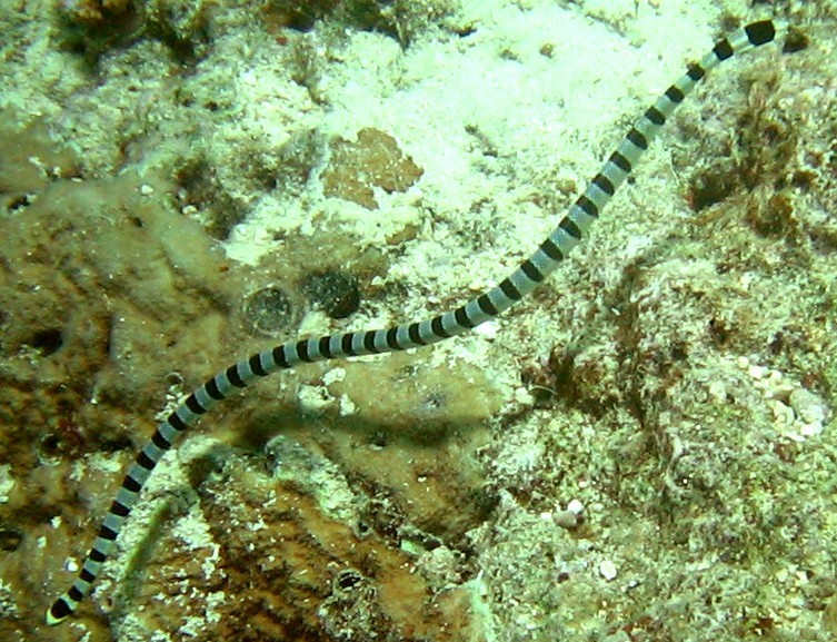 Port Vila - Snake 2