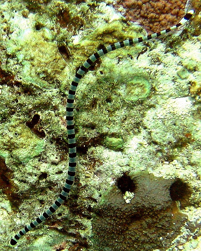 Port Vila - snake 3