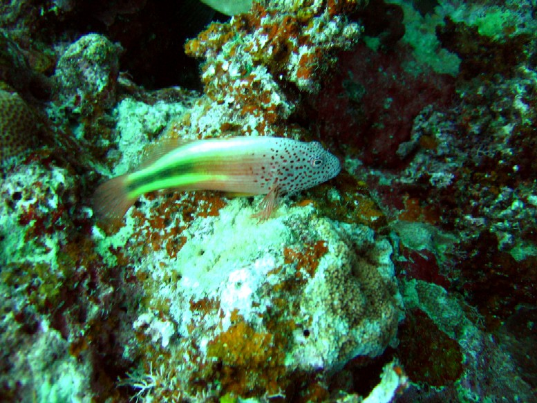 Port Vila - Spotted Fish