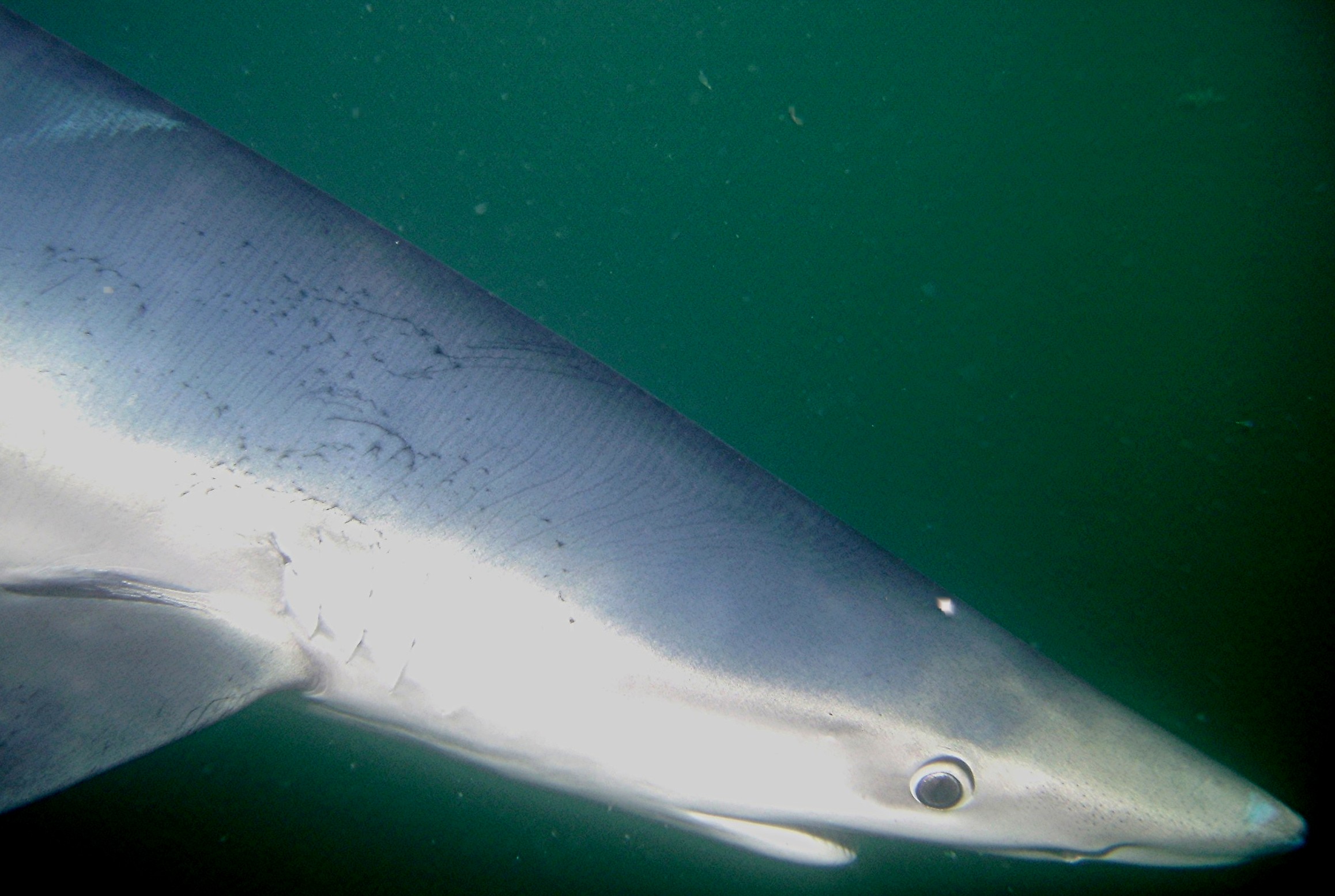 Portrait of a Blue Shark