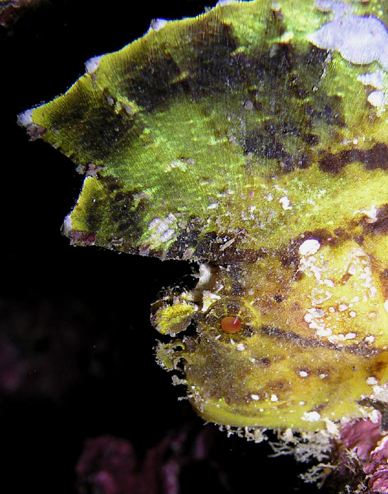 Portrait of a Leaf Scorpionfish