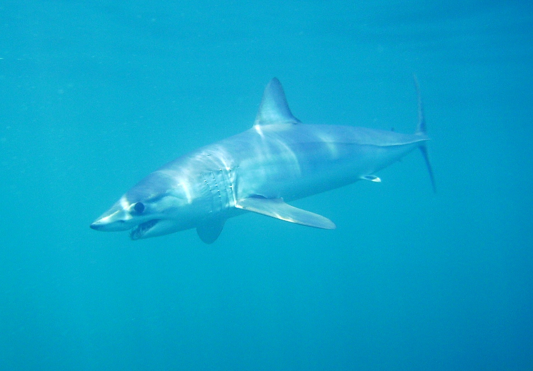 Portrait of a Mako