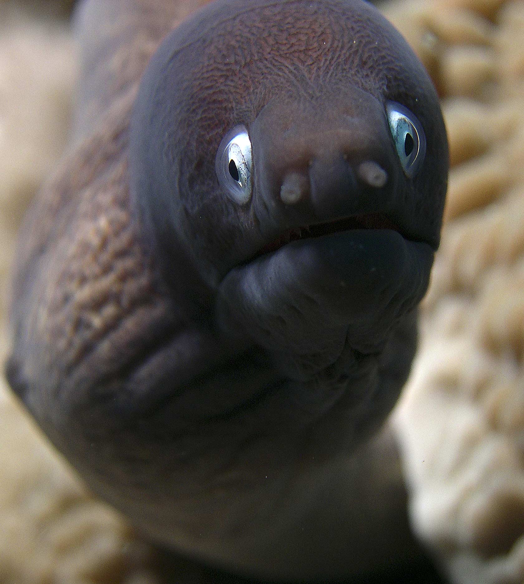 portrait-of-a-moray