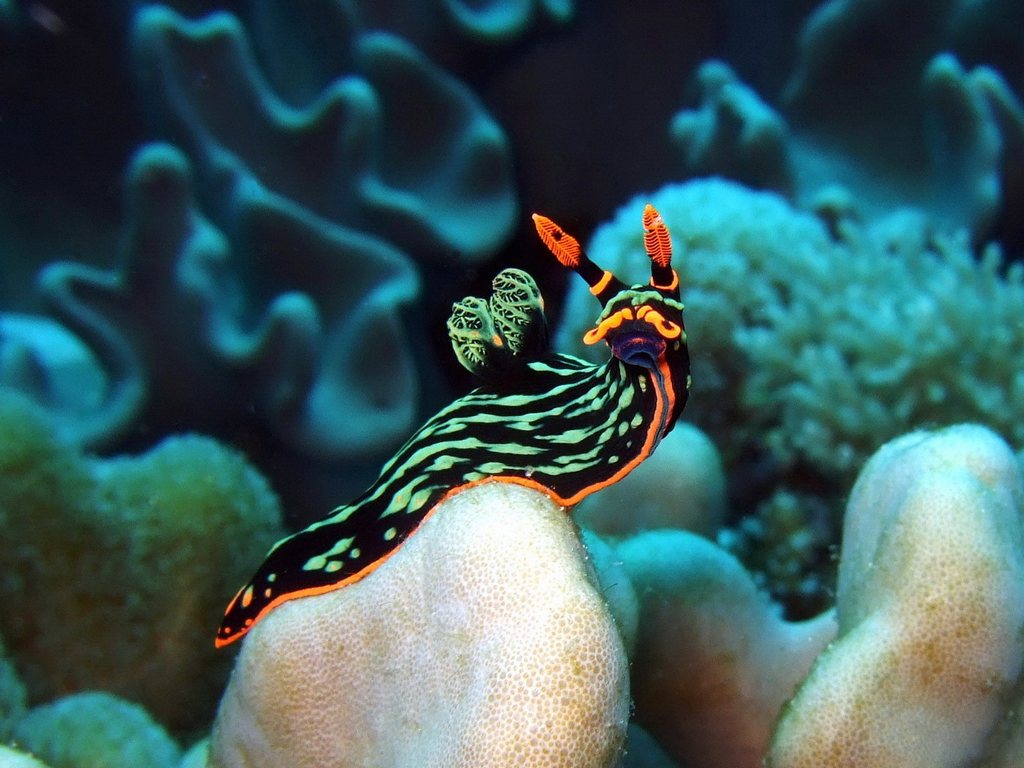 posing nudi