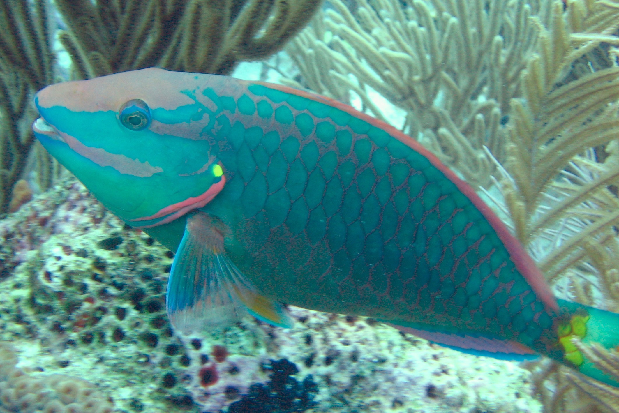 Posing Parrot Fish