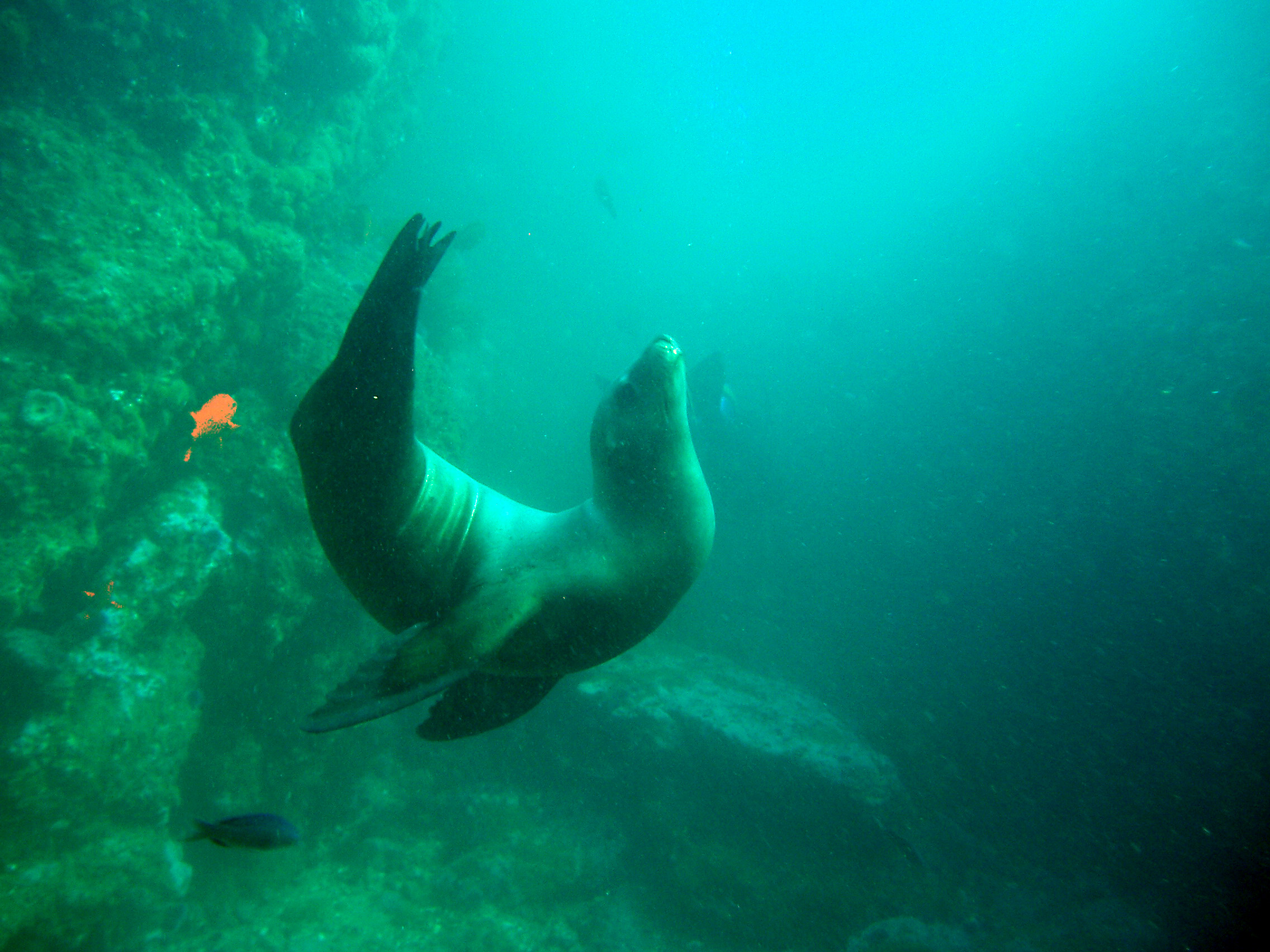 Posing_Seal