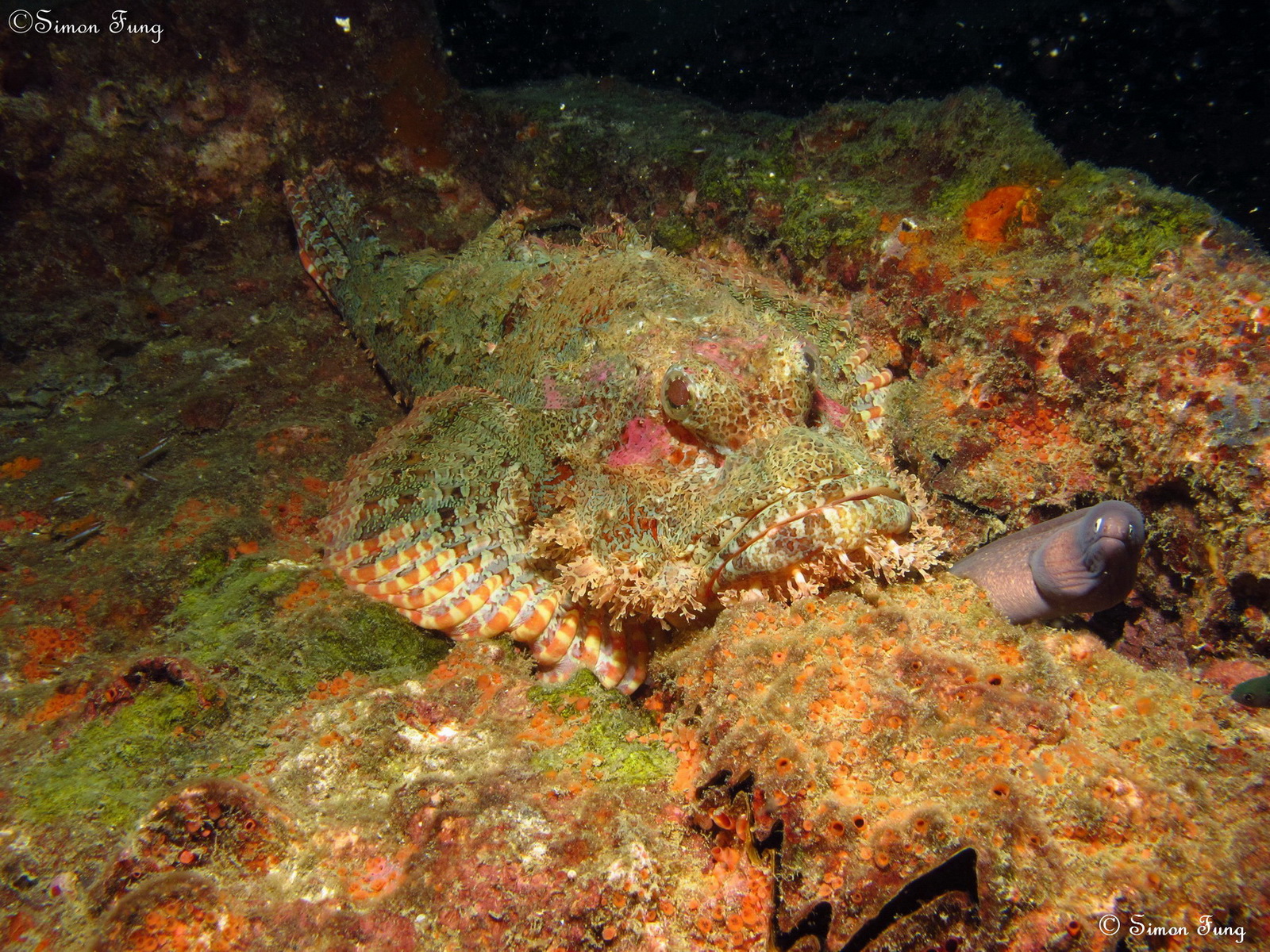 Poss's scorpionfish & little friend