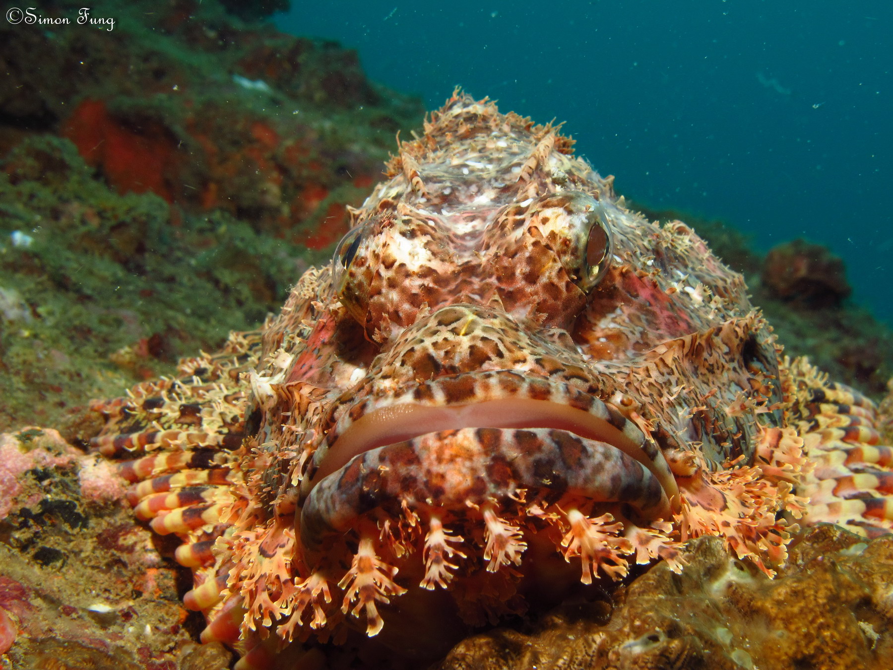 Poss's scorpionfish