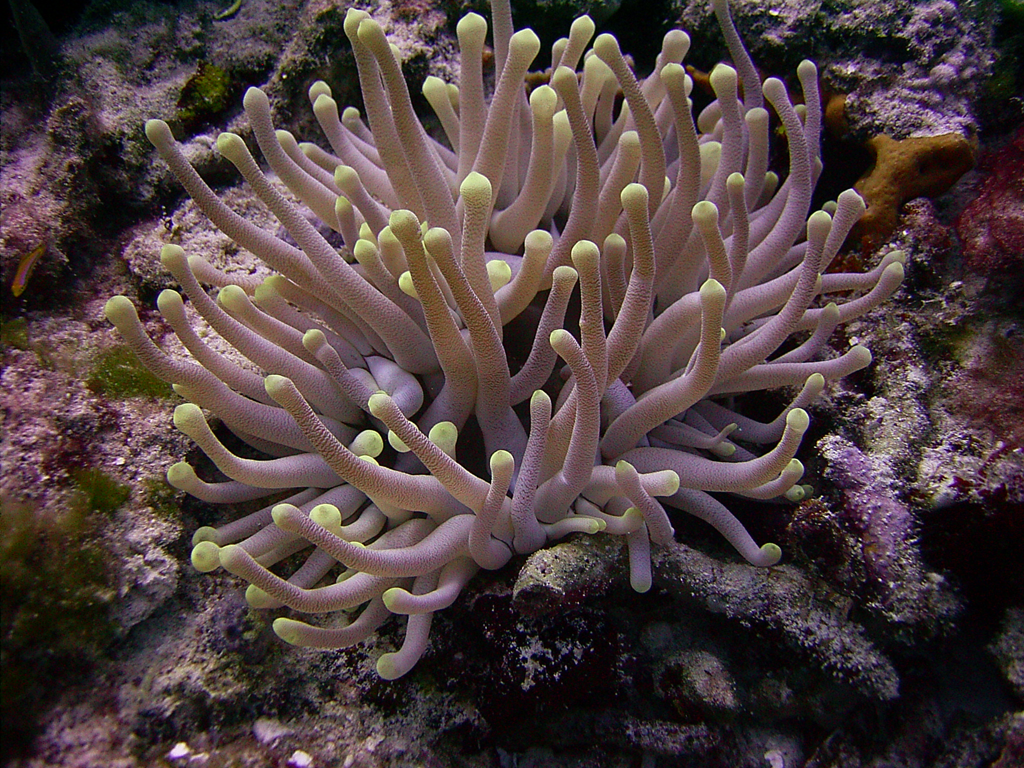 Post Wilma Anemone