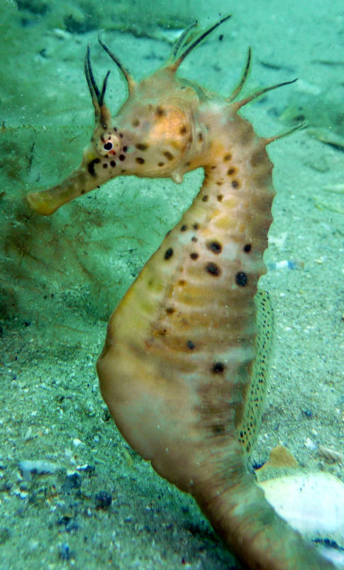 Pot Belly Sea Horse (Hippocampus bleekeri)