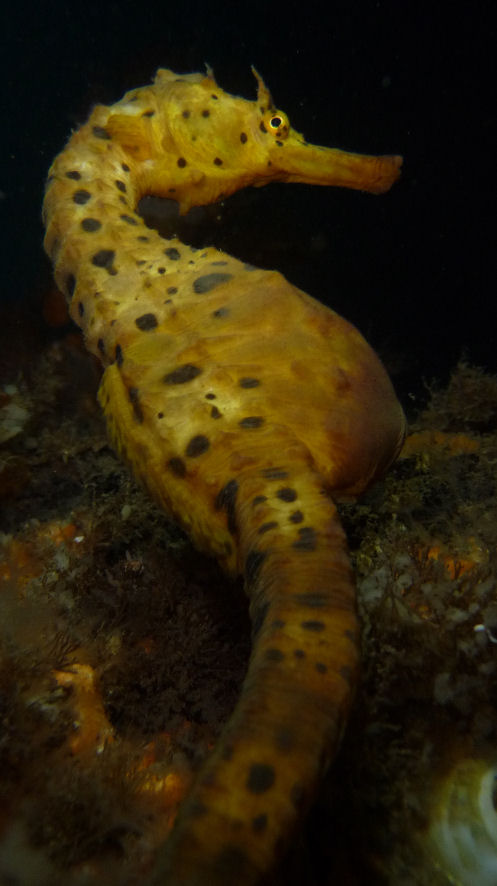 Pot Belly Seahorse on a pylon
