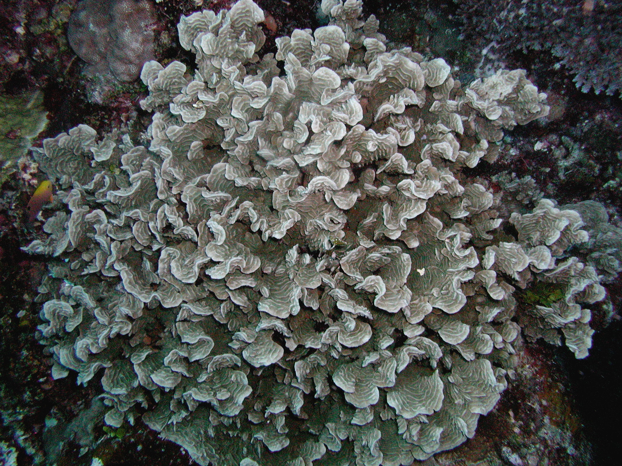 Potato Chip Coral