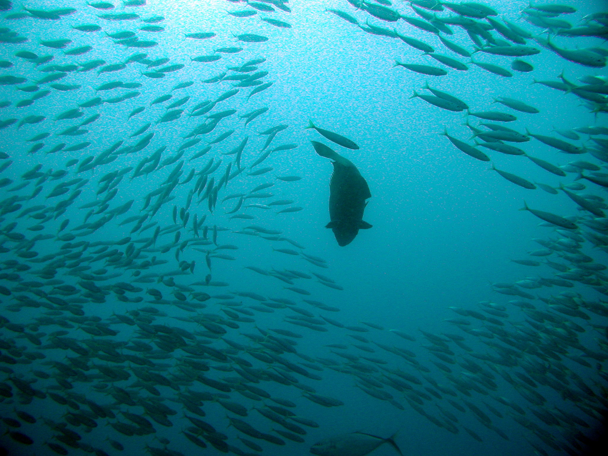 Potato cod feeding