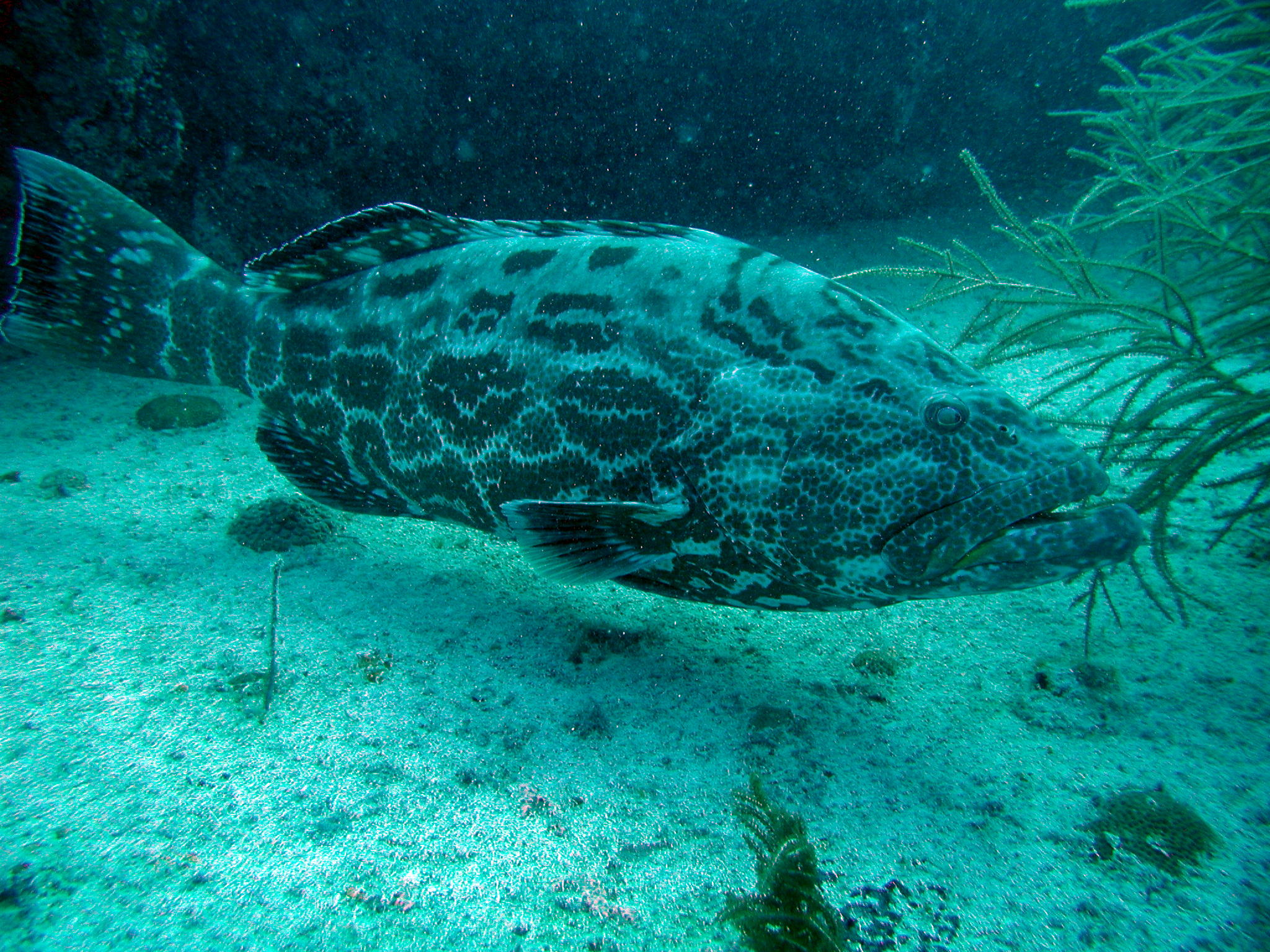 Potato Cod up close