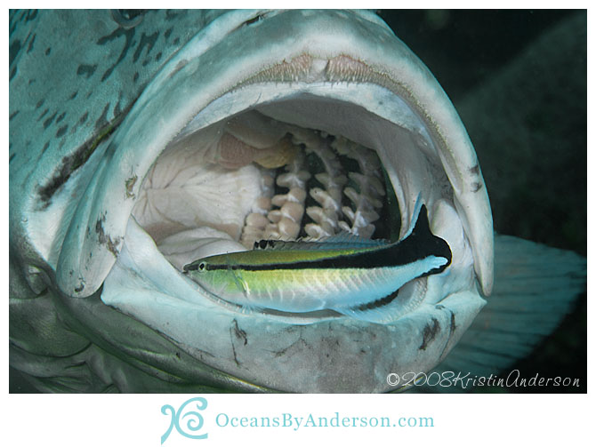 Potato cod with cleaner wrasse