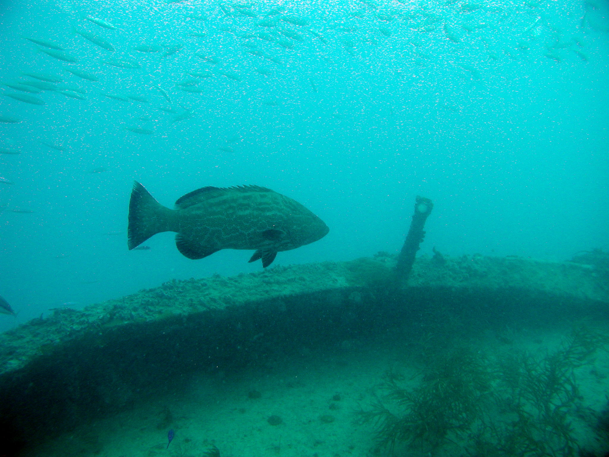 Potato Cod