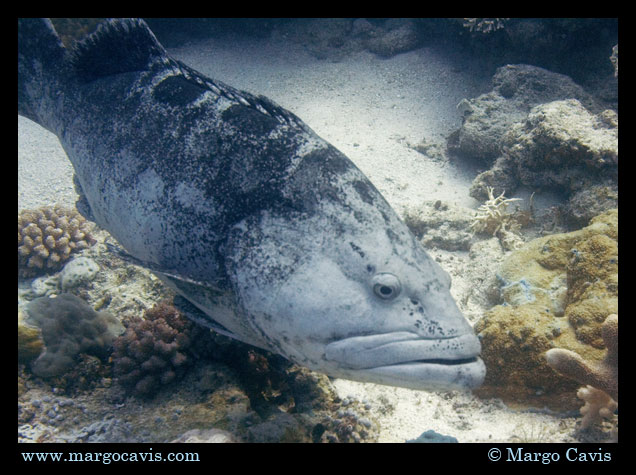 Potato Cod