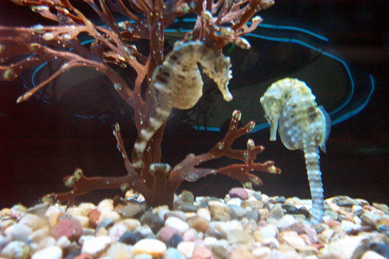 Potbelly Seahorse