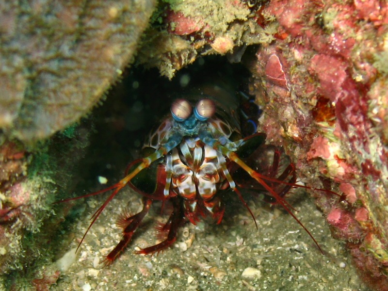 Praying mantis shrimp