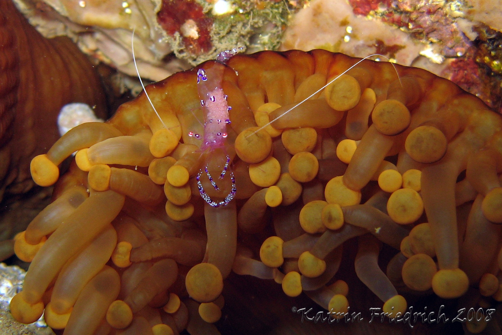 pregnant anemone shrimp