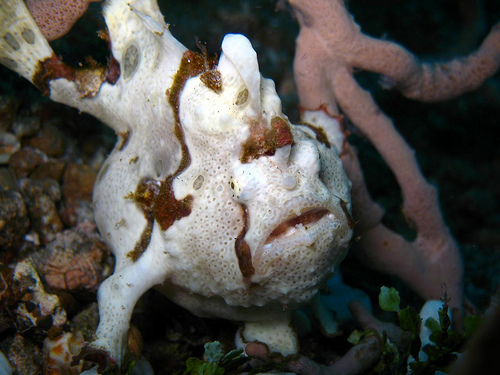 Pregnant painted frogfish