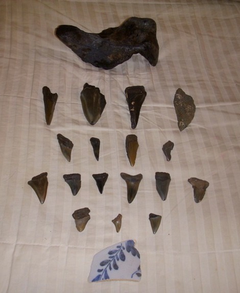 Prehistoric bone fragment, megladon teeth and 17th century pottery