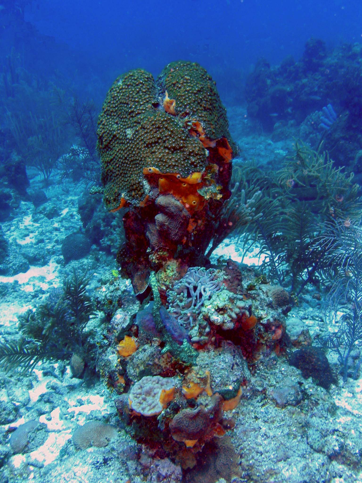 Pretty Coral Head
