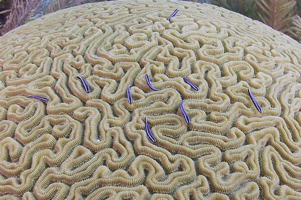 pretty little gobies all in a row