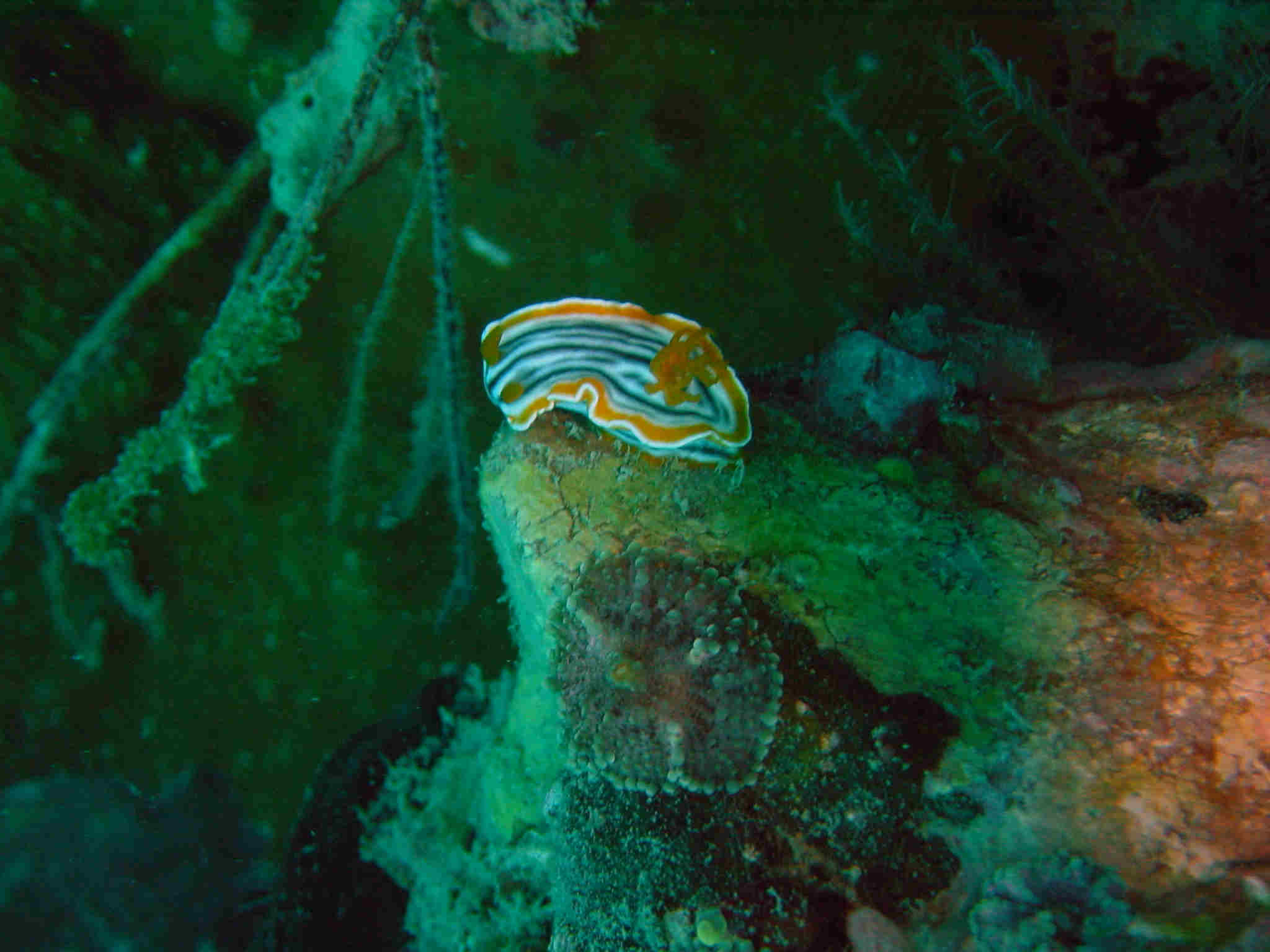 pretty nudibranch