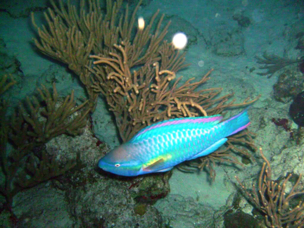 Princess Parrotfish