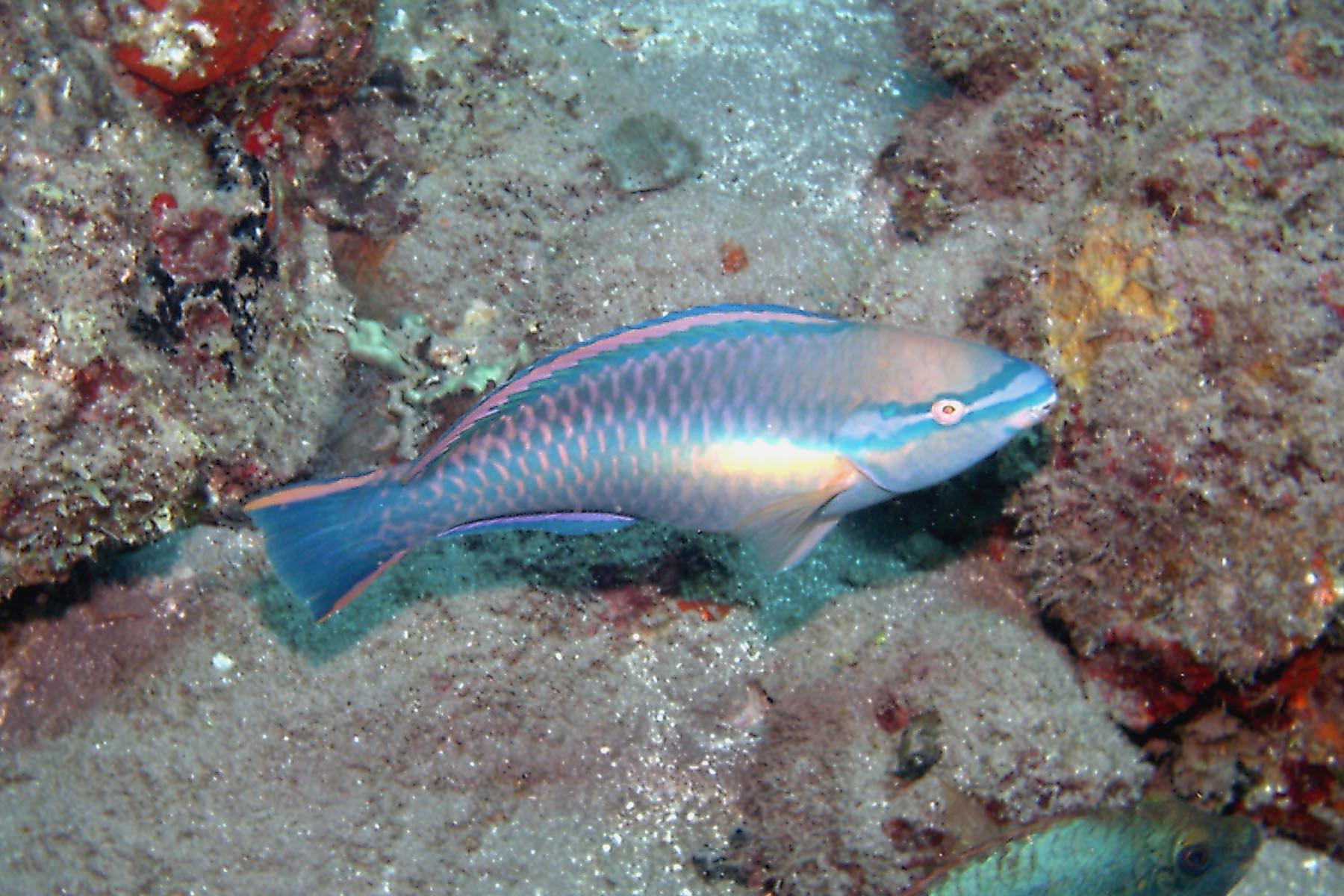 Princess Parrotfish