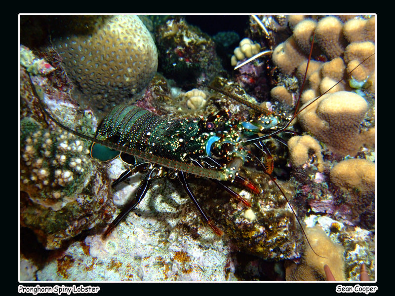 Pronghorn Spiny Lobster