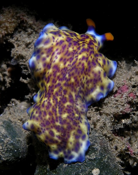 Psychedelic flatworm