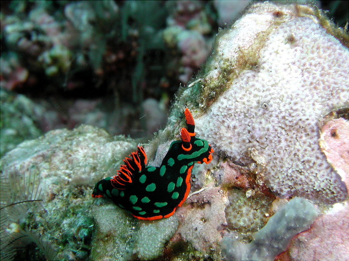 Psychedelic Nudi - PNG