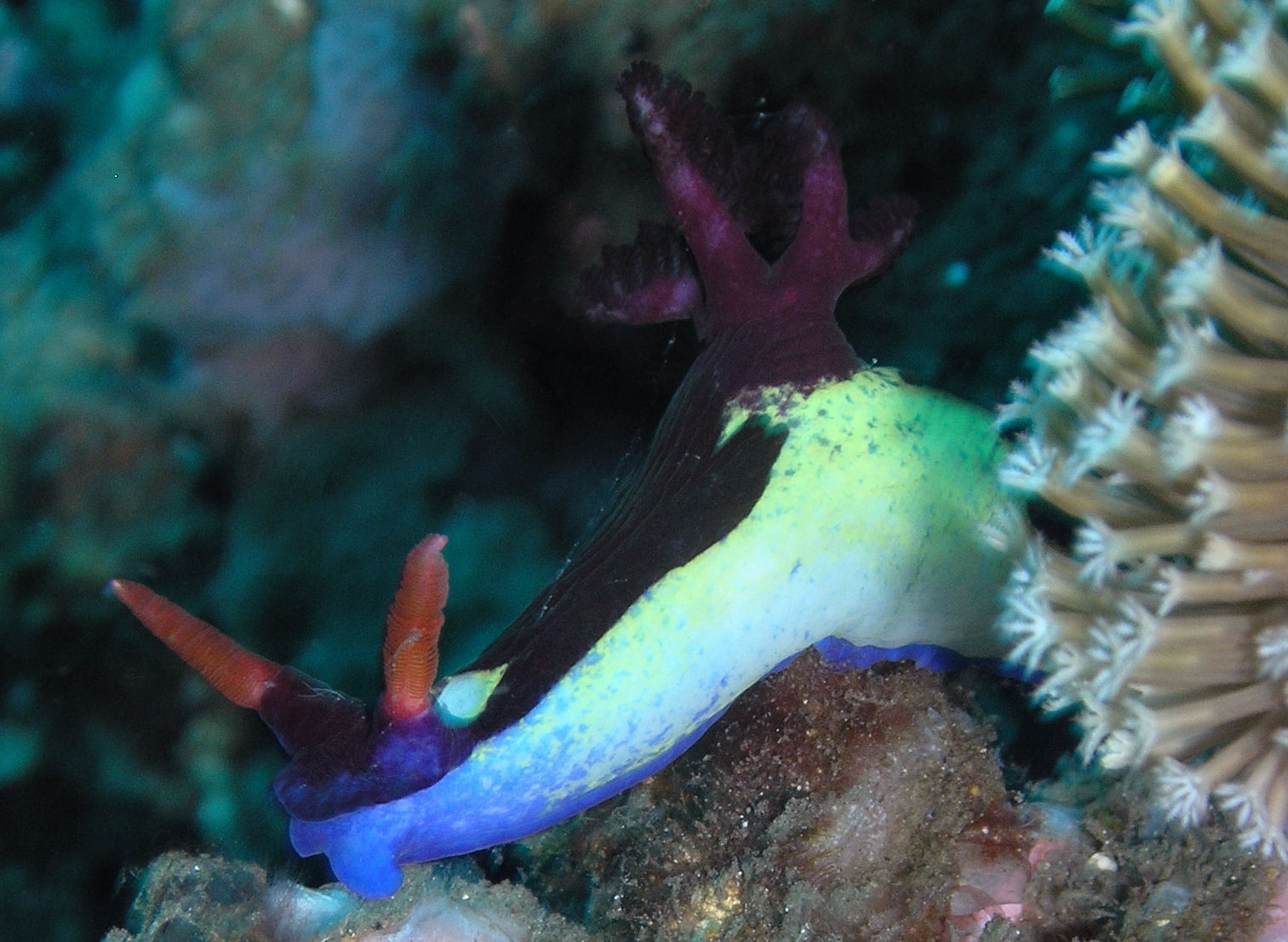 Psychedelic Nudibranch